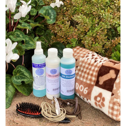 Pack Chihuahua Poil Long