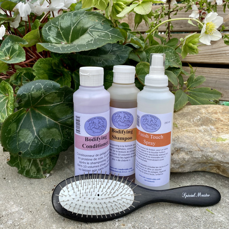 Pack Terrier Tibetain