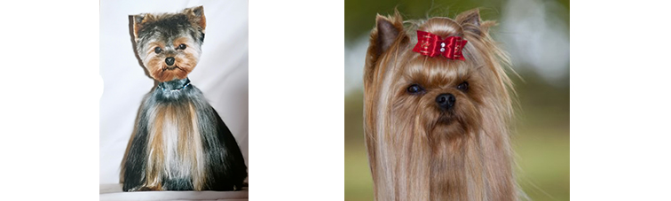 Tout Savoir Sur Le Yorkshire Terrier Toilettage Soins Proprete Du Yorshire Terrier Vdv