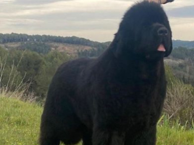 Comment gérer les mues pendant les expos ?